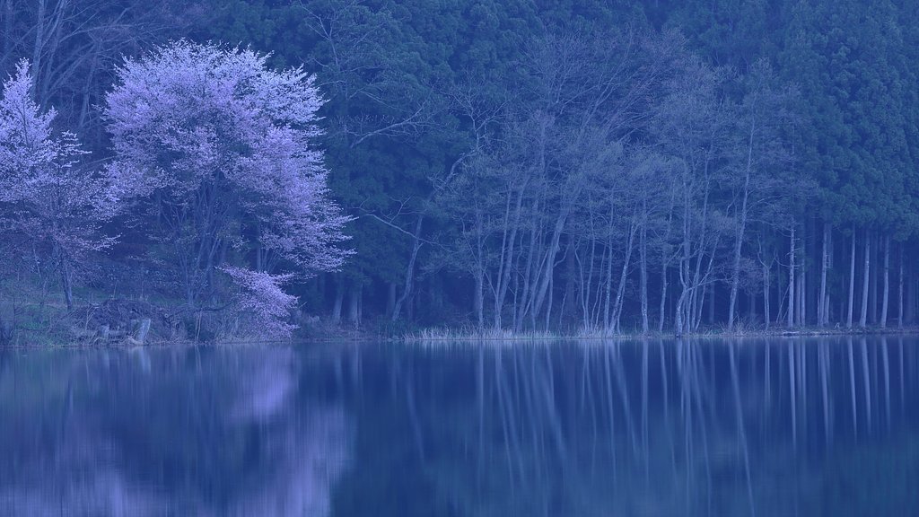 サクラ・響くⅡ
