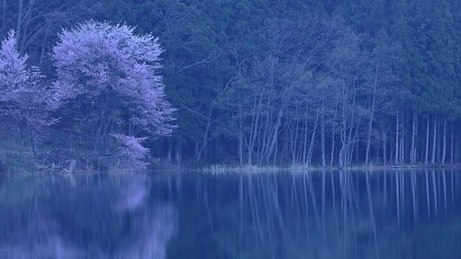 サクラ・響くⅡ