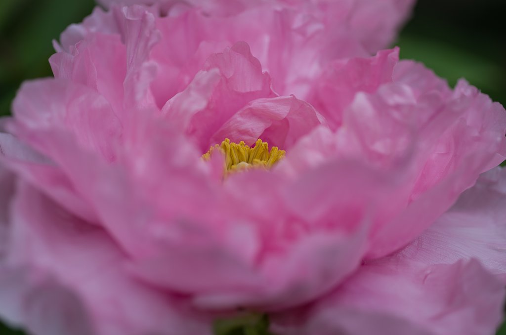 SIGMA MACRO 70mm F2.8