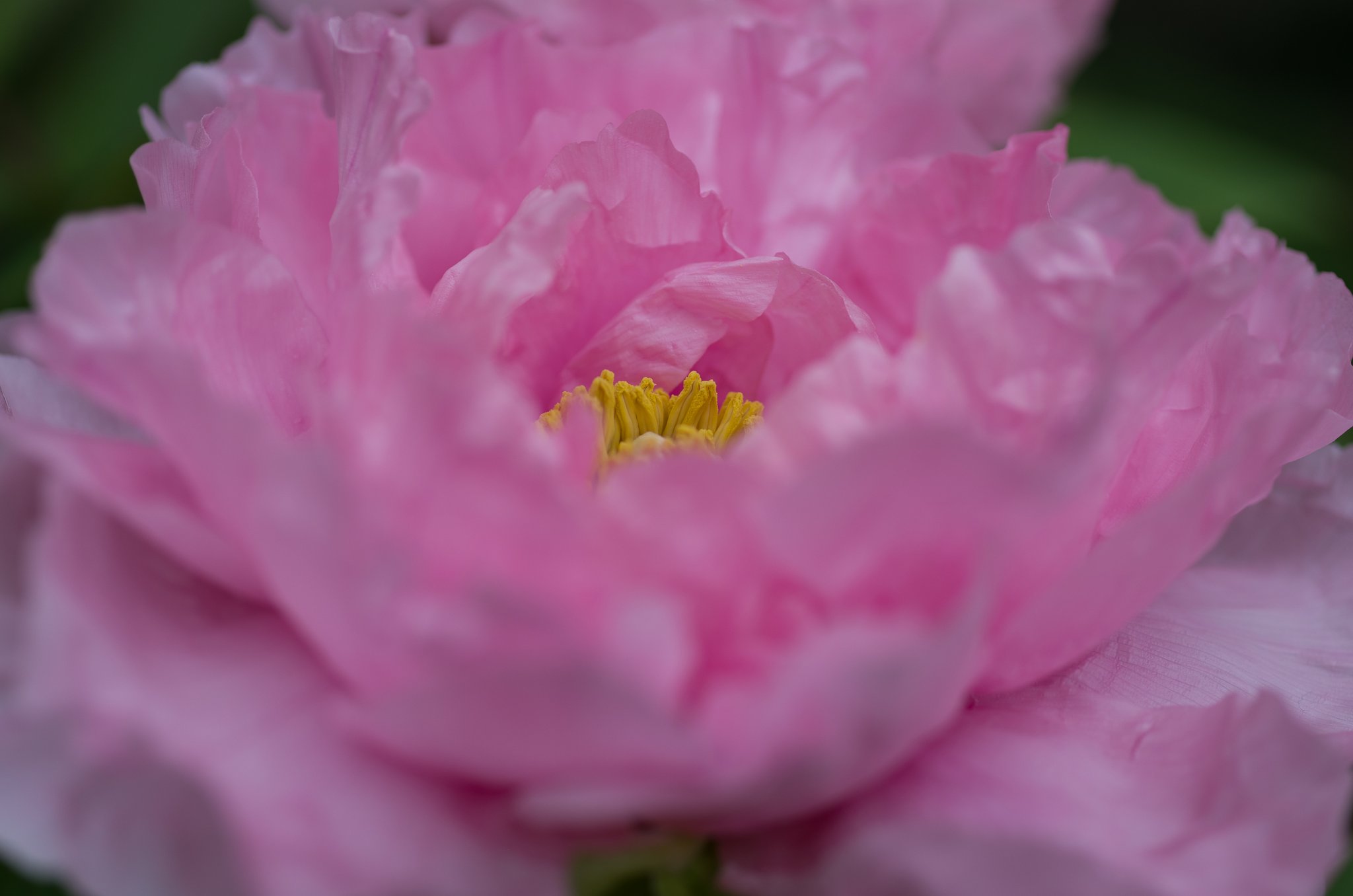 SIGMA MACRO 70mm F2.8