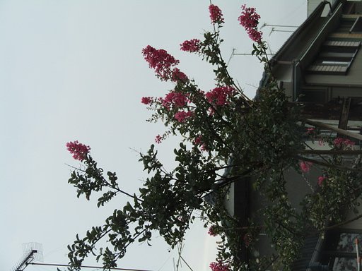 サルスベリの木に桃色の花が咲き乱れて