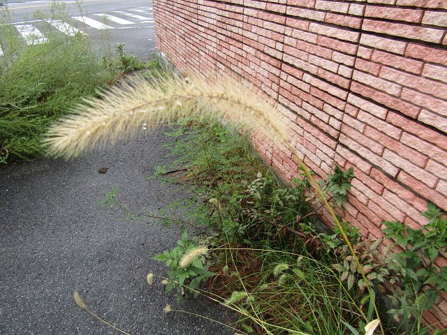 季節の風物詩といえる風景です