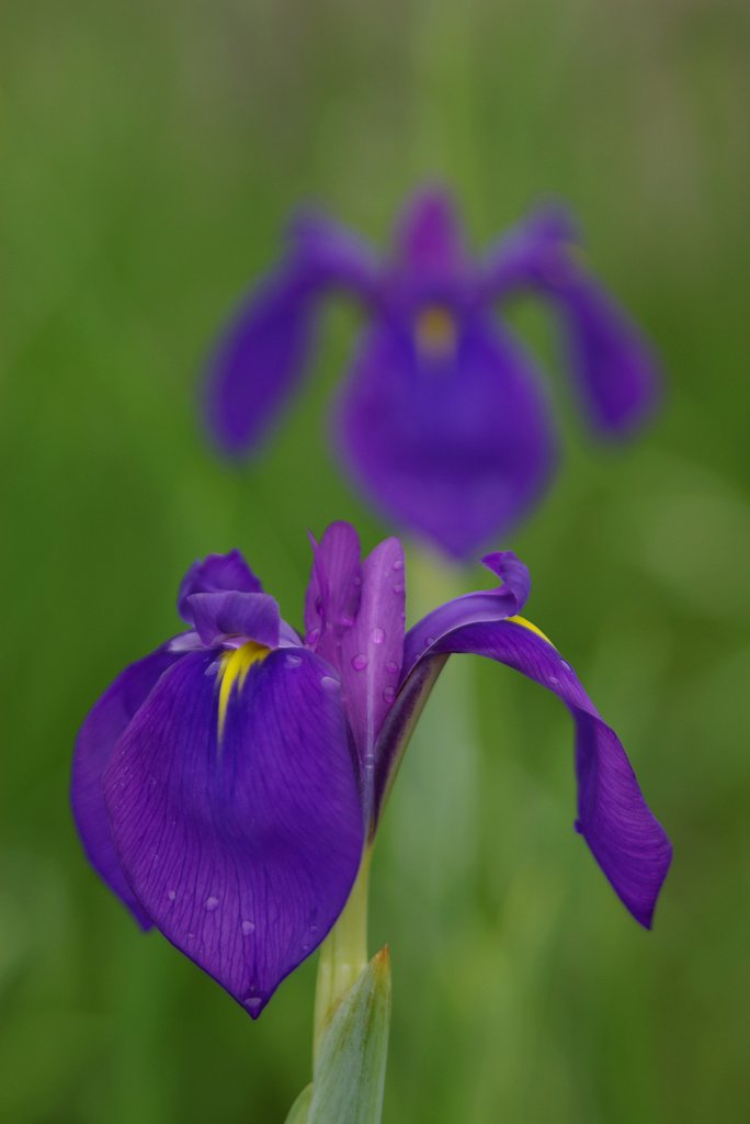 幻の花といわれています（原画）