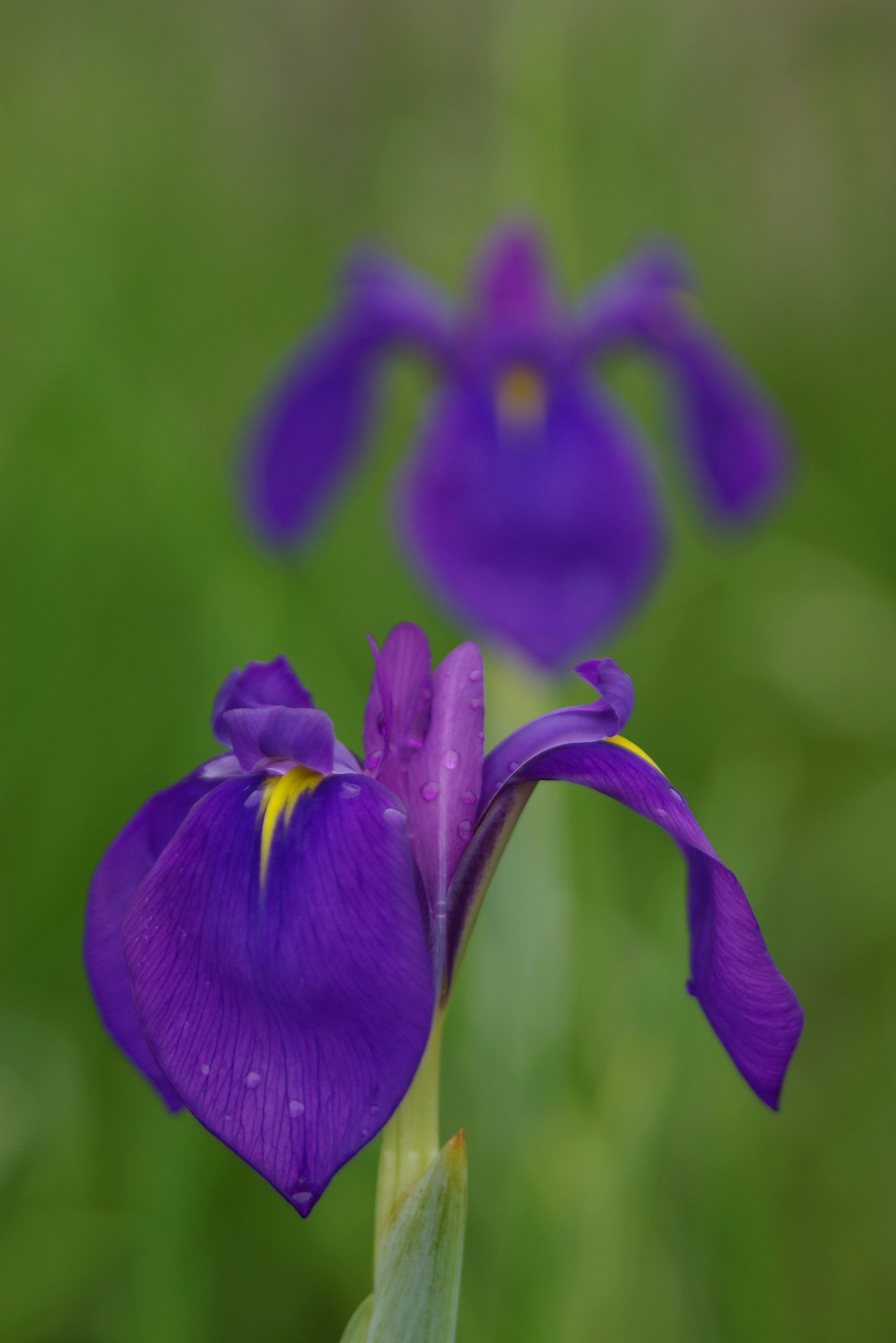 幻の花といわれています（原画）