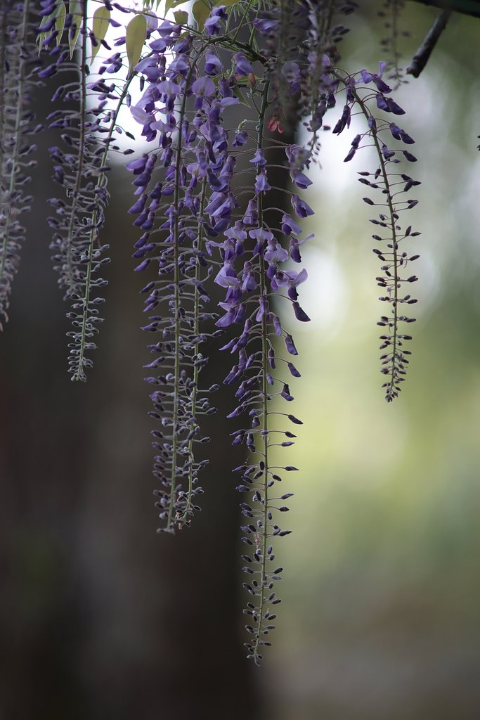 Y/C  T300mm F4 MMG