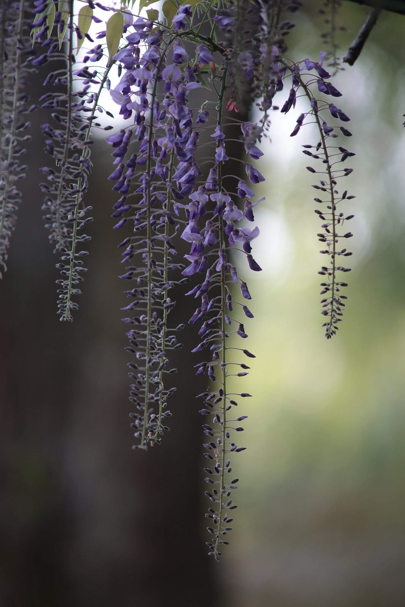 Y/C  T300mm F4 MMG