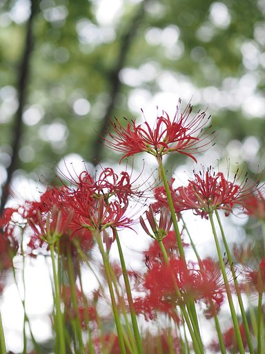 曼珠沙華2