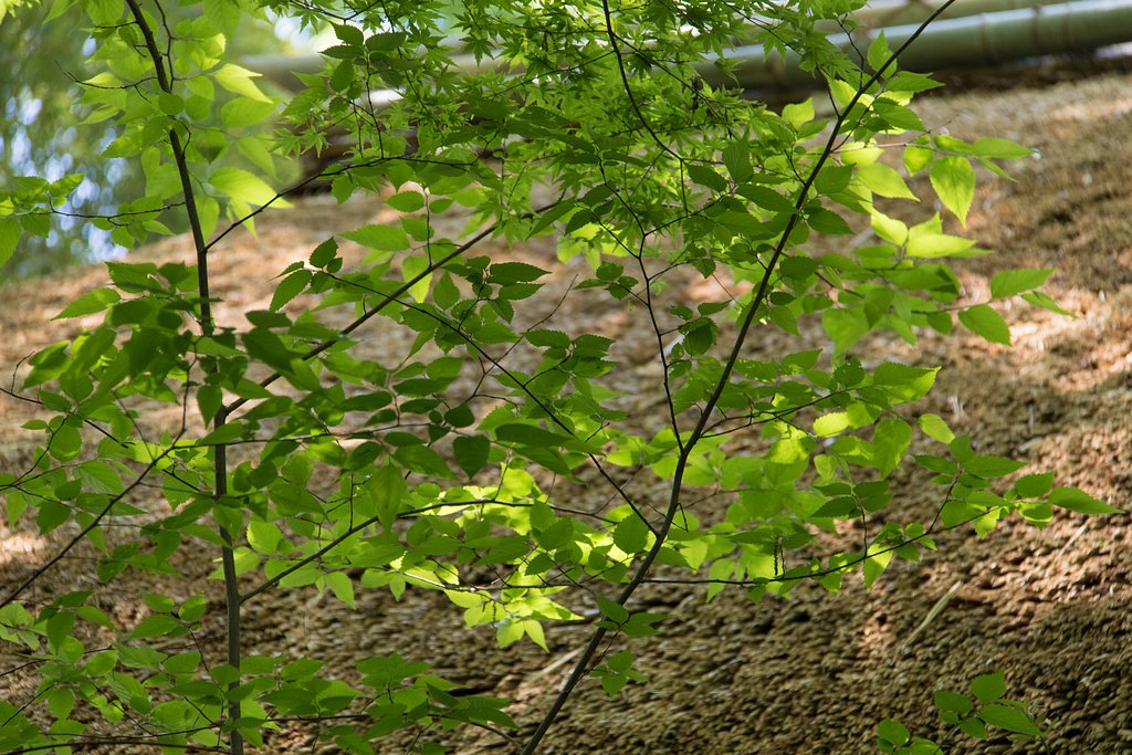 EF-S18-200mm F3.5-5.6 IS