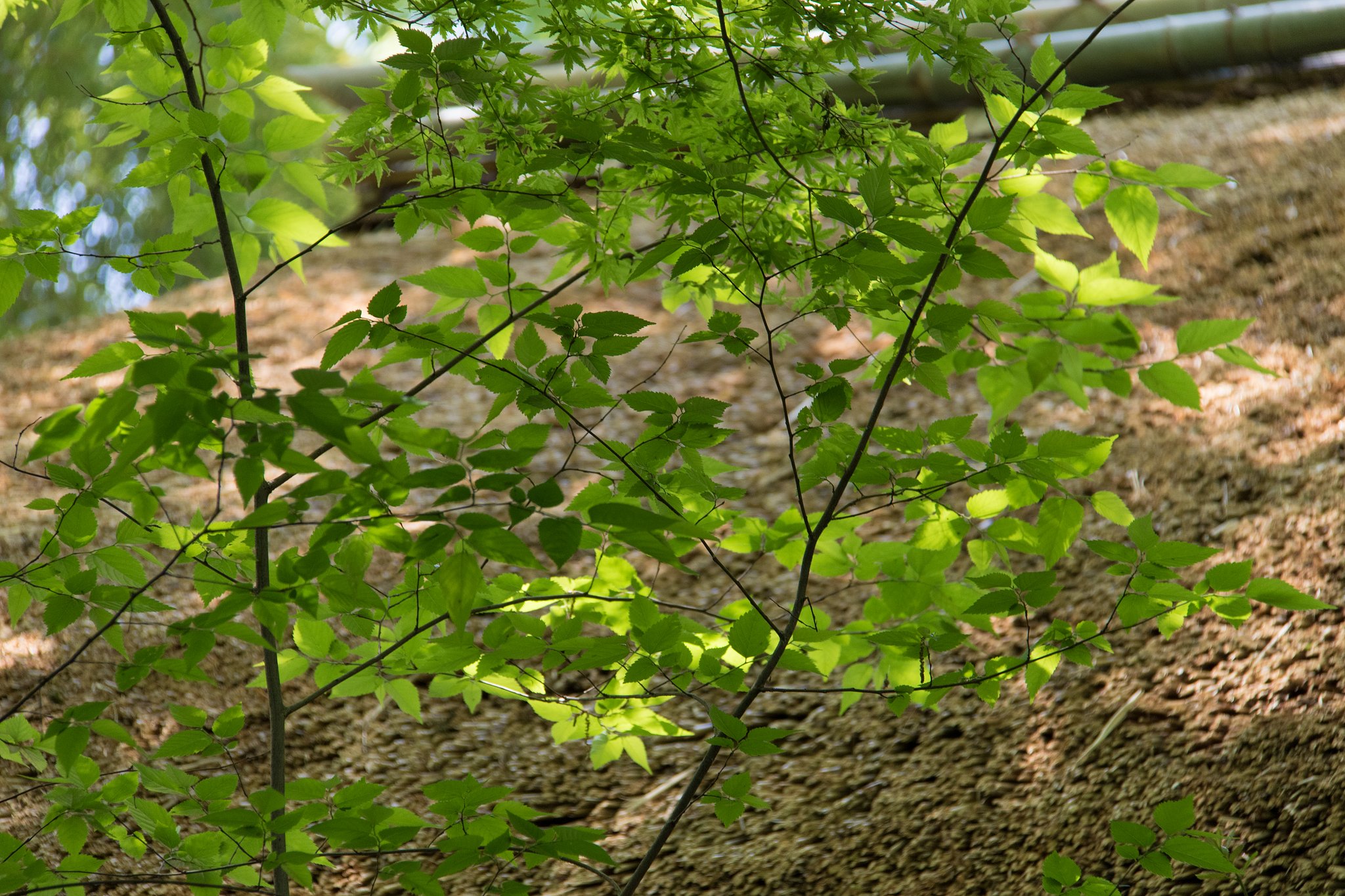EF-S18-200mm F3.5-5.6 IS