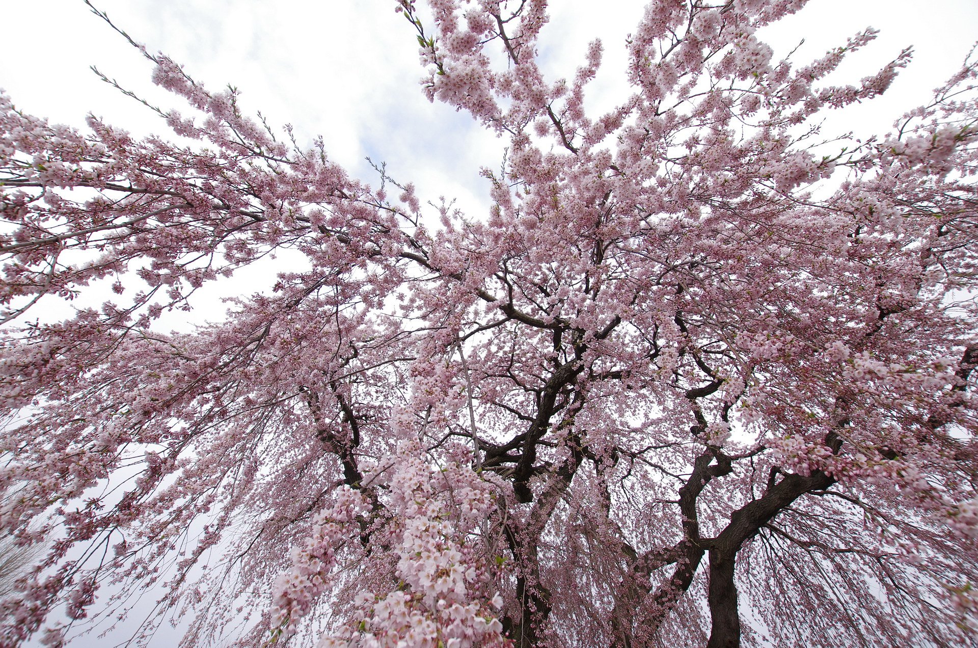 法亀寺のしだれ桜