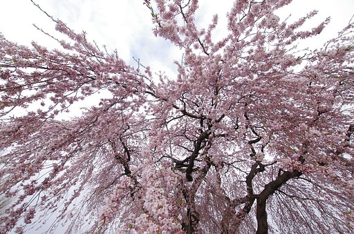 法亀寺のしだれ桜