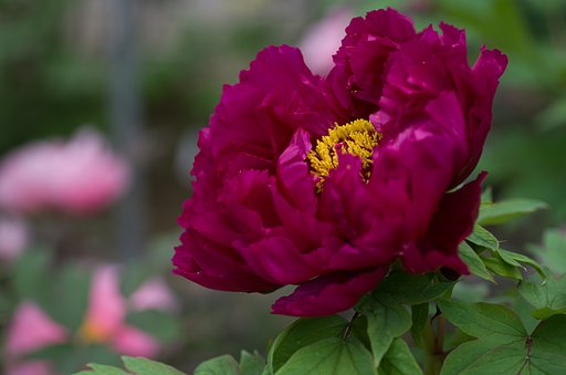 SIGMA MACRO 70mm F2.8