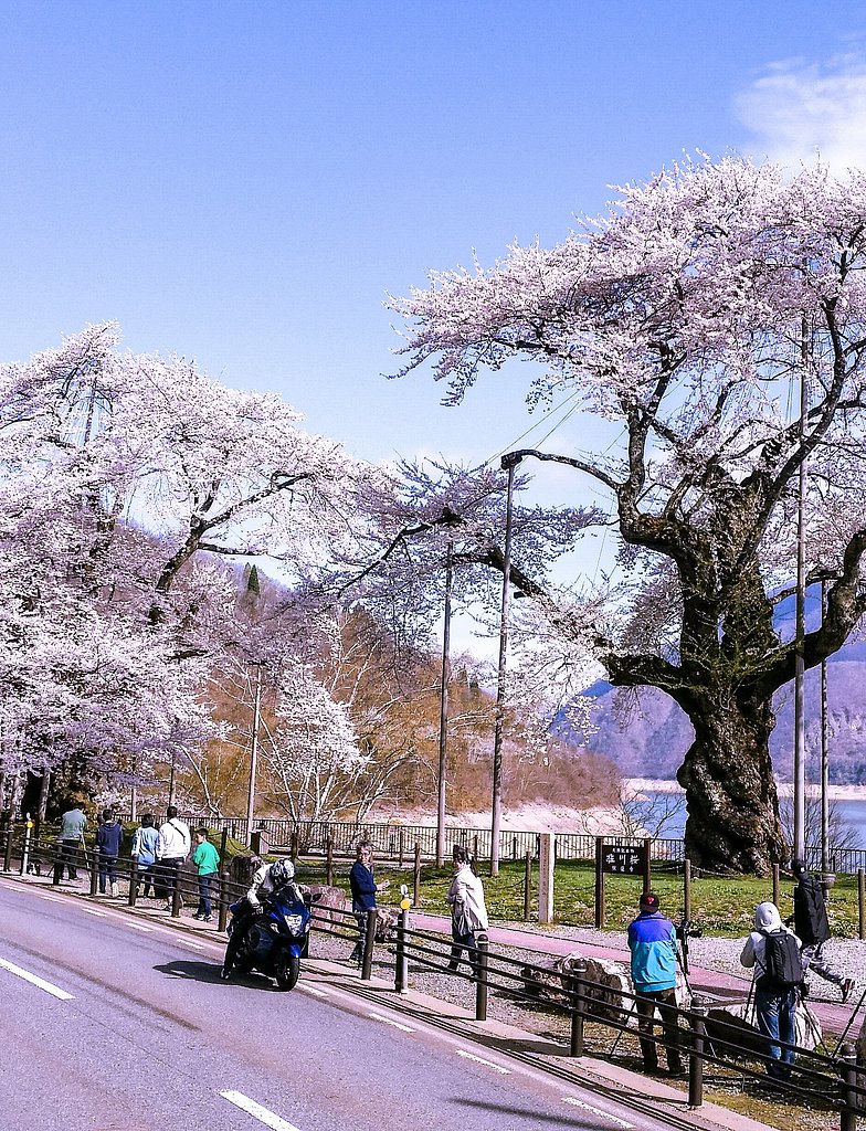 【縦画像】荘川桜満開❤