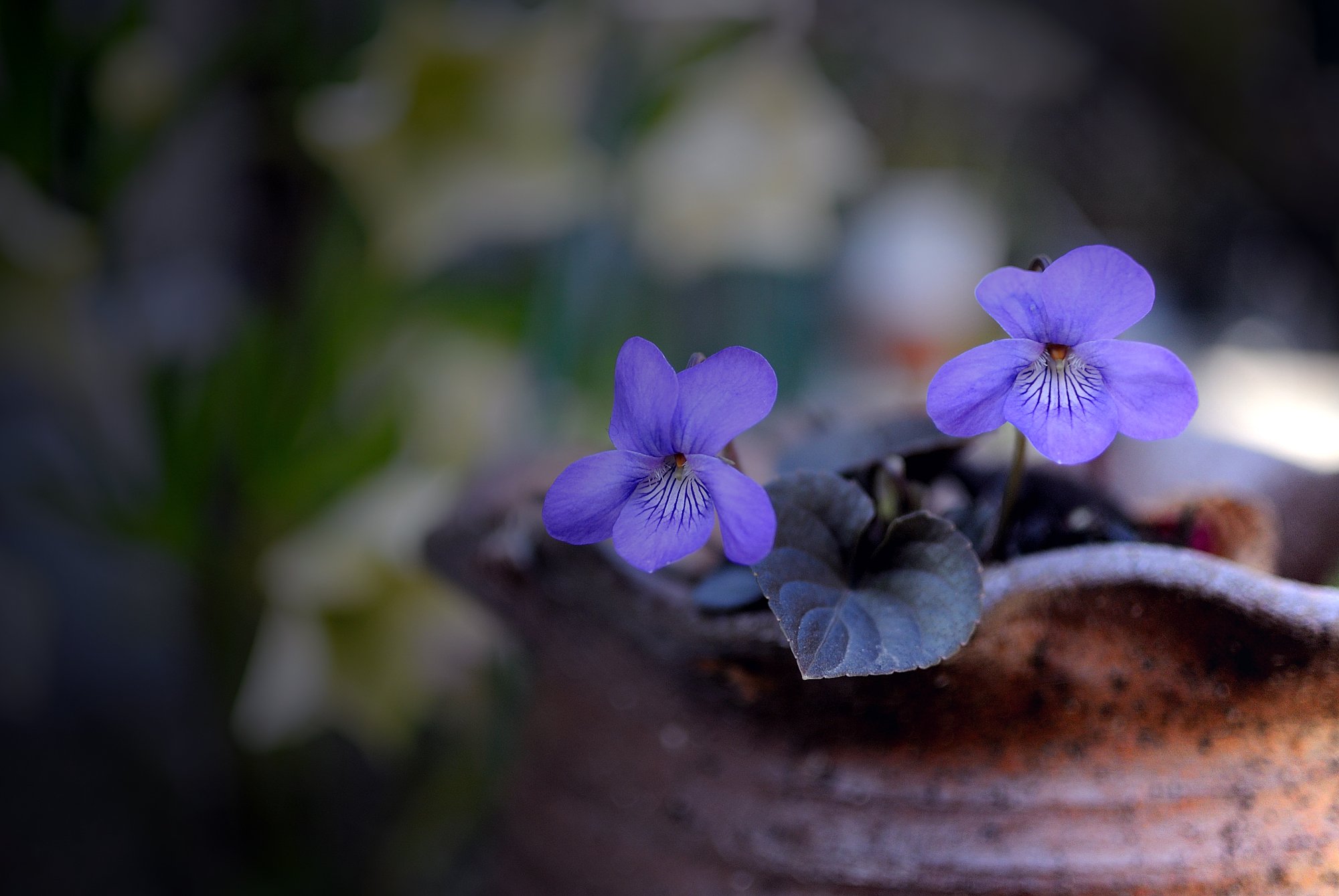 【Purple】鉢植えスミレ　