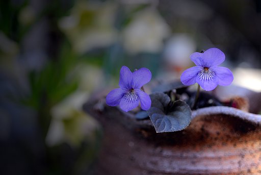 【Purple】鉢植えスミレ　