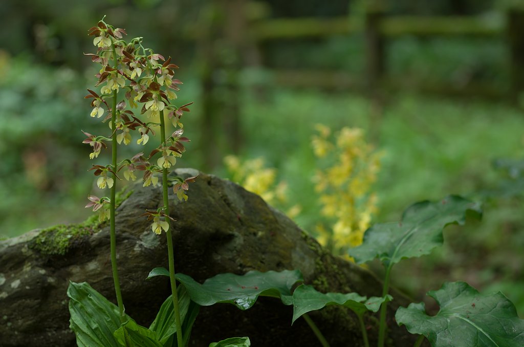 SIGMA MACRO 70mm F2.8