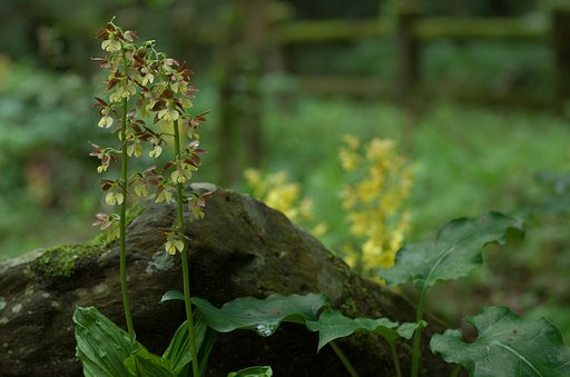 SIGMA MACRO 70mm F2.8
