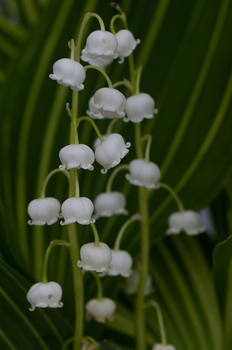 PENTAX-D FA MACRO 100mm F2.8