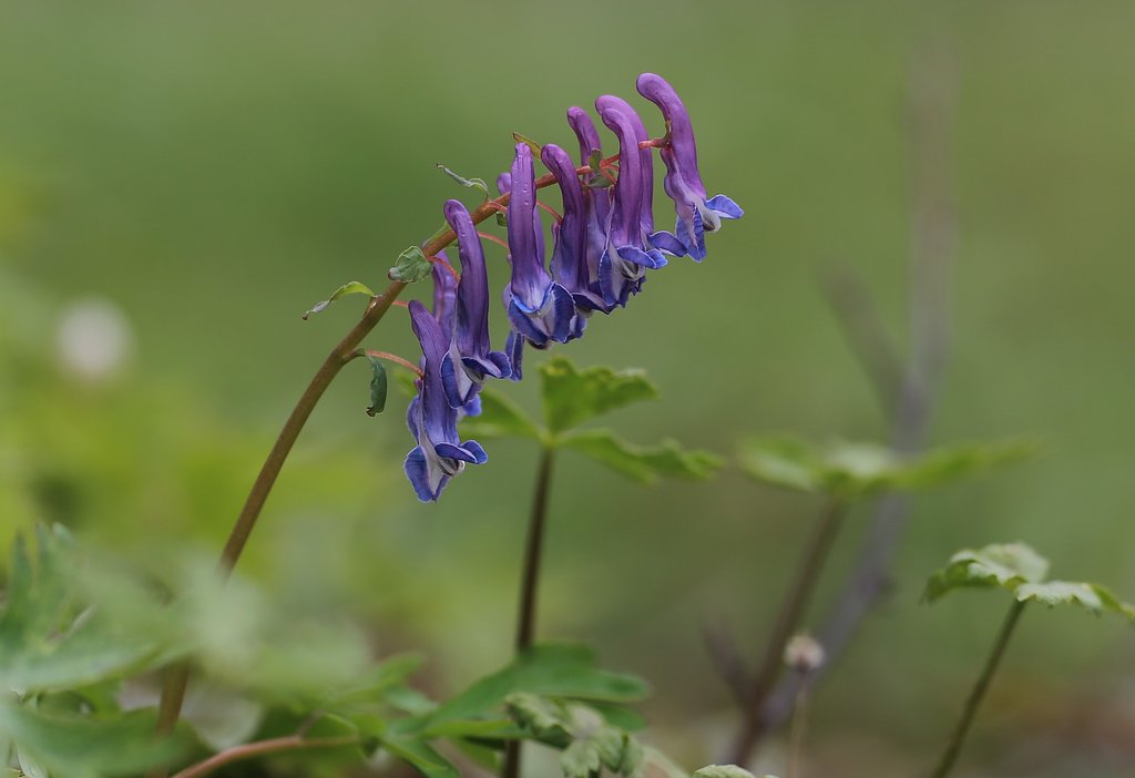【Purple】岩手の森にて（その２）