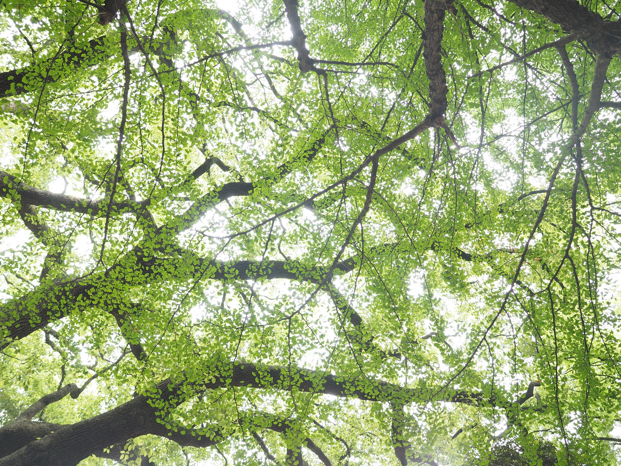 Let It Green