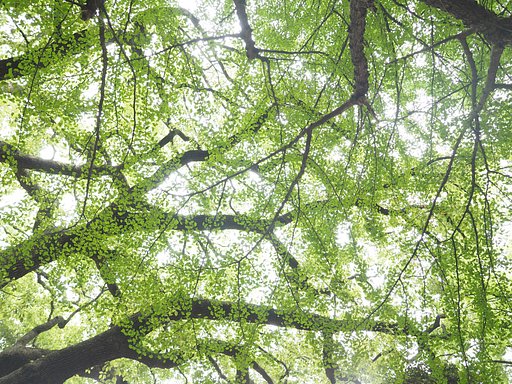 Let It Green