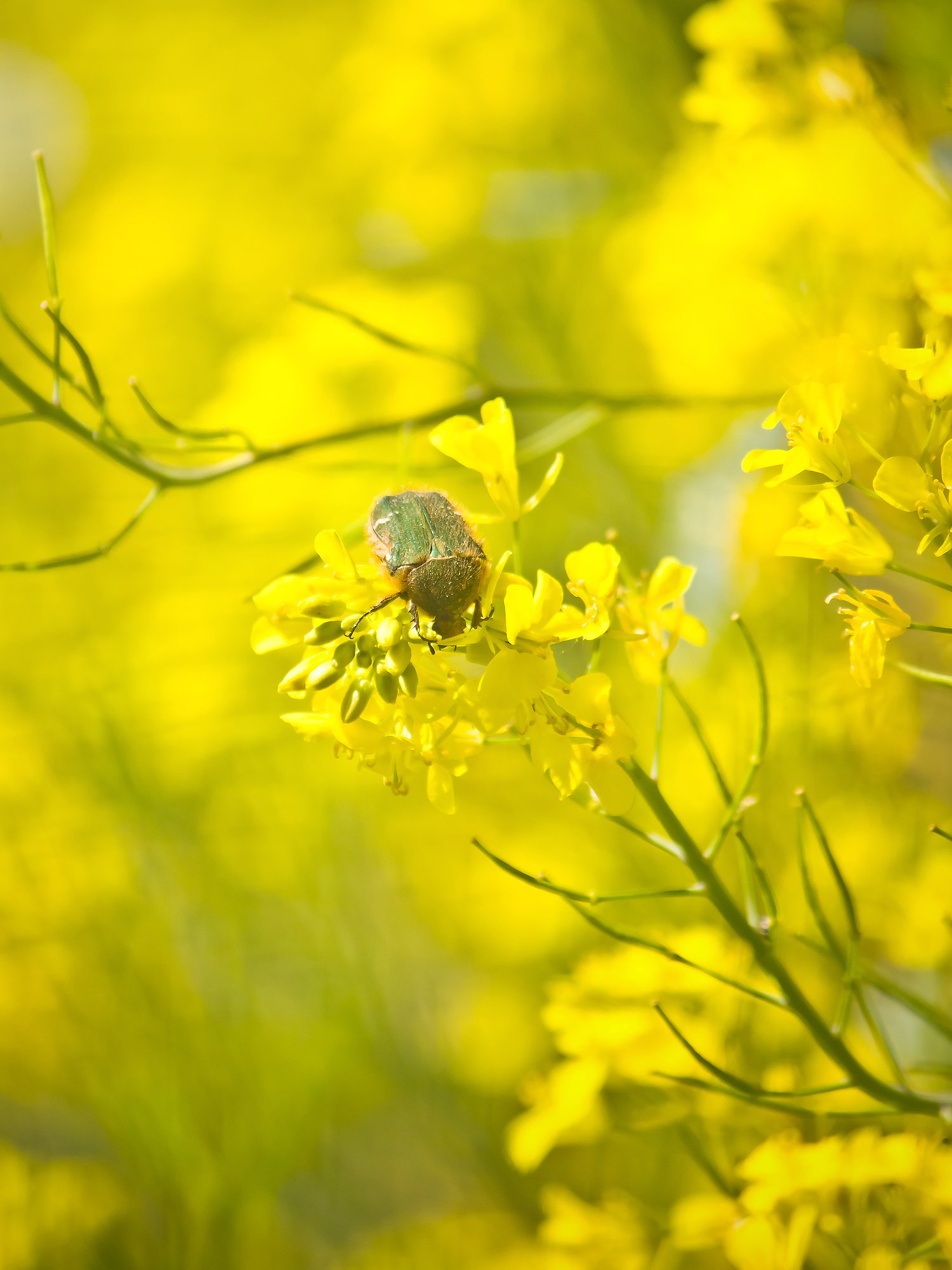 菜の花とハナムグリ