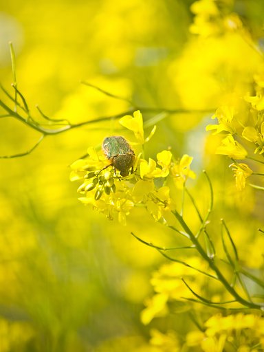 菜の花とハナムグリ