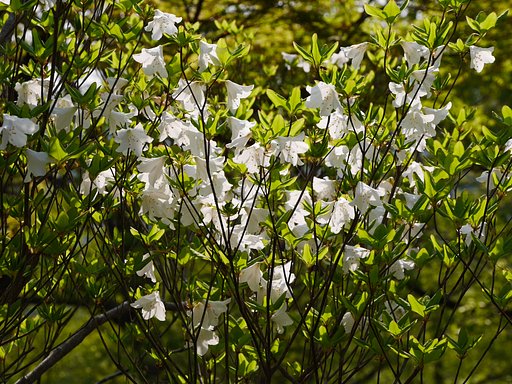 この花は？