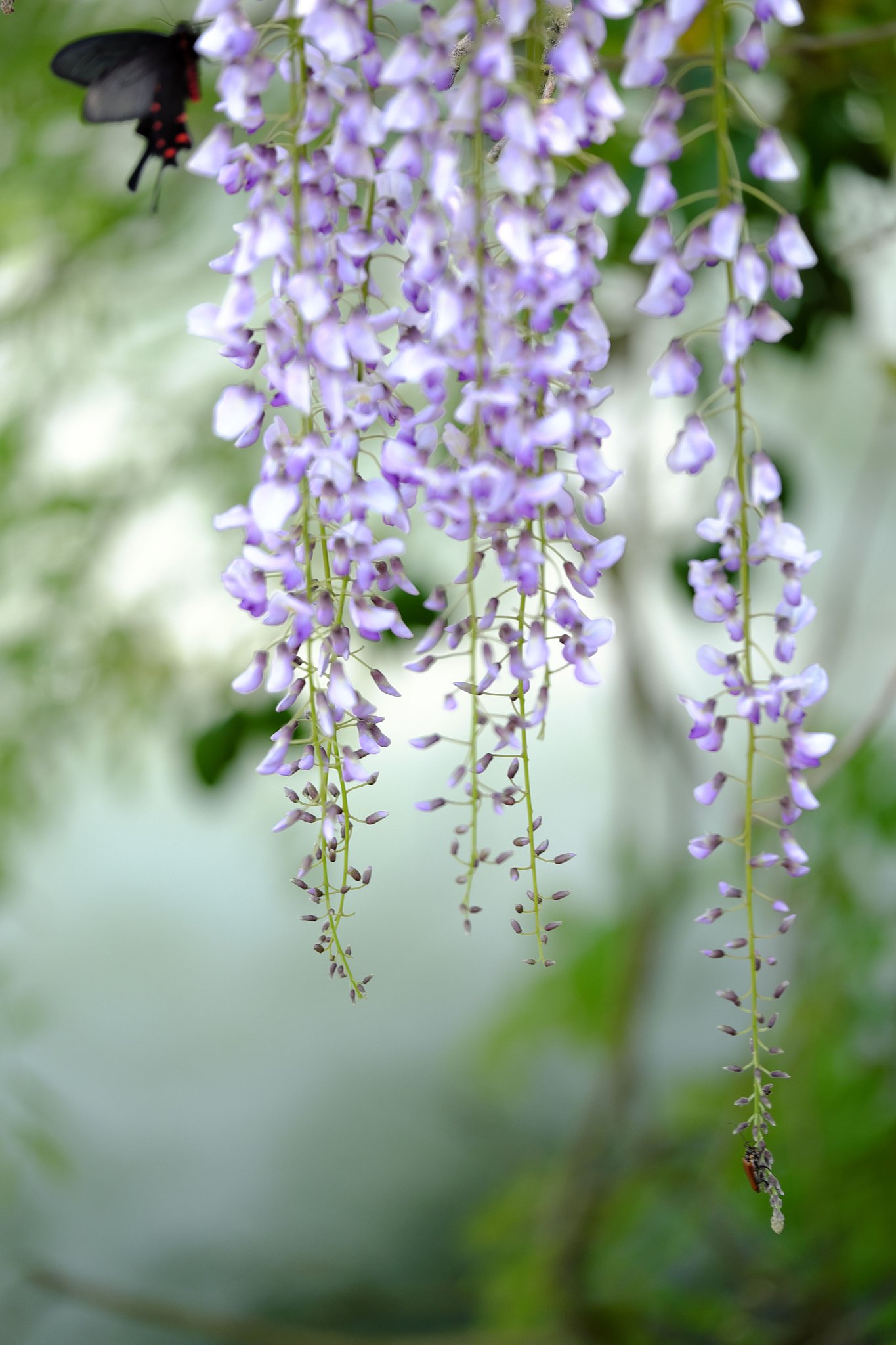 蝶と花