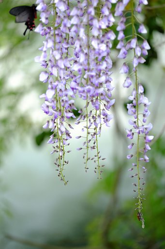 蝶と花
