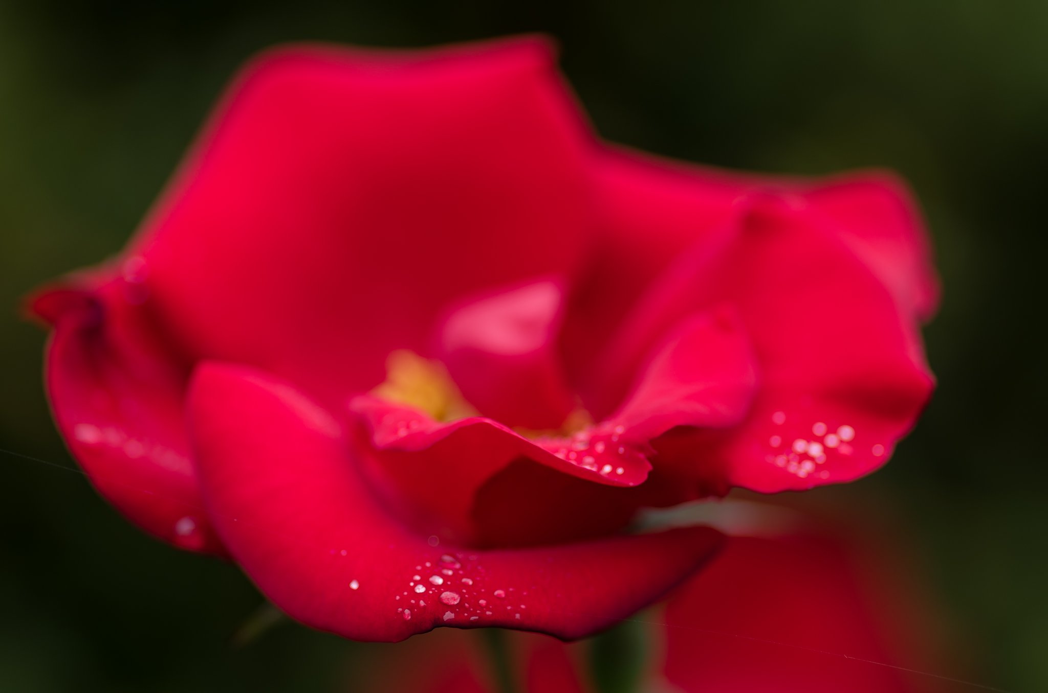 PENTAX-D FA MACRO 100mmF2.8