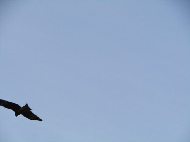 大空は誰のもの、、なのかな　？