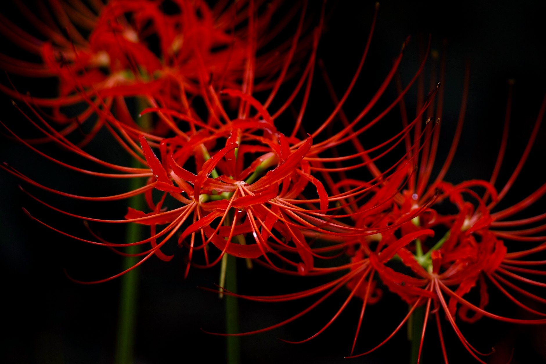 彼岸花　２