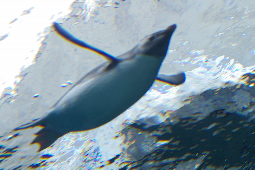 空飛ぶペンギン〜旭山動物園