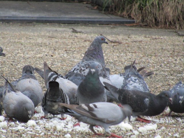 団体行動は鳩の基本です、、