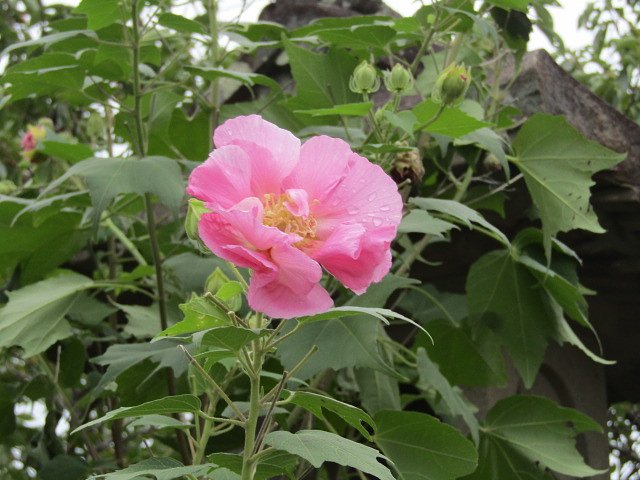 芙蓉の花かな、、桃色が綺麗に輝いています