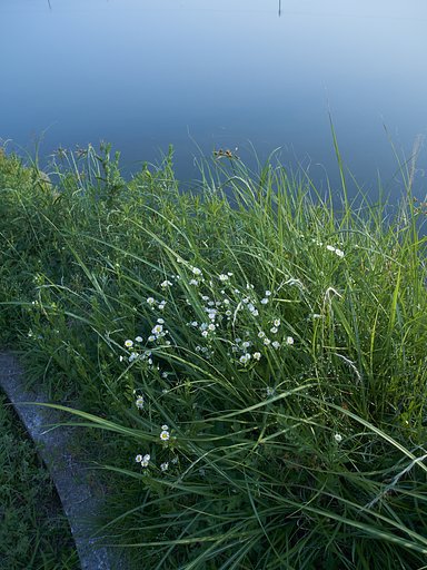 雑草シリーズ　小花