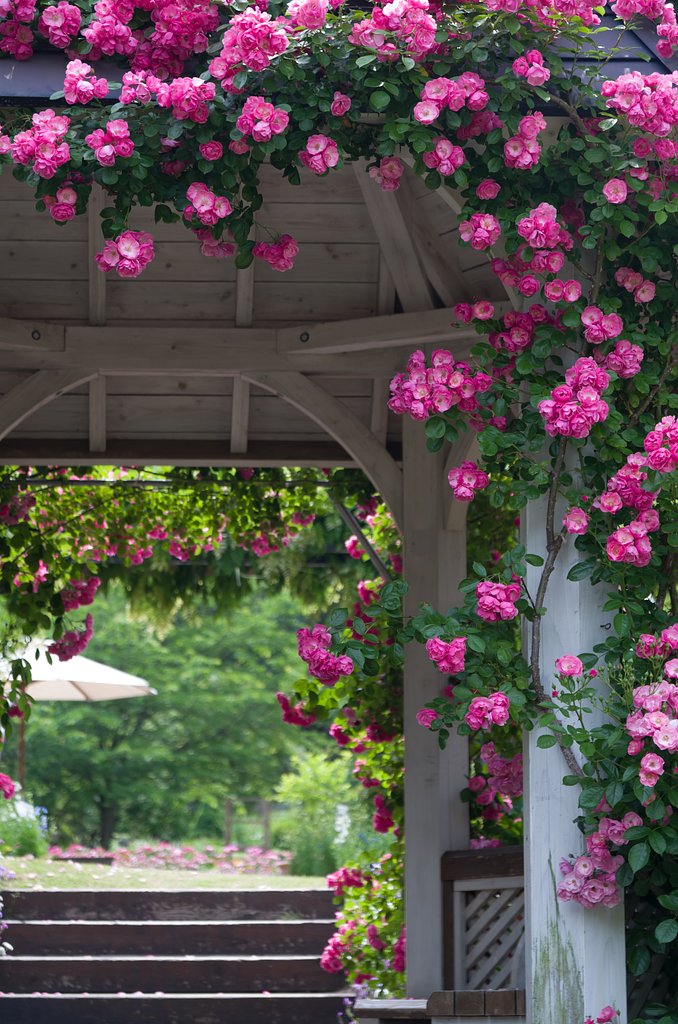 gazebo