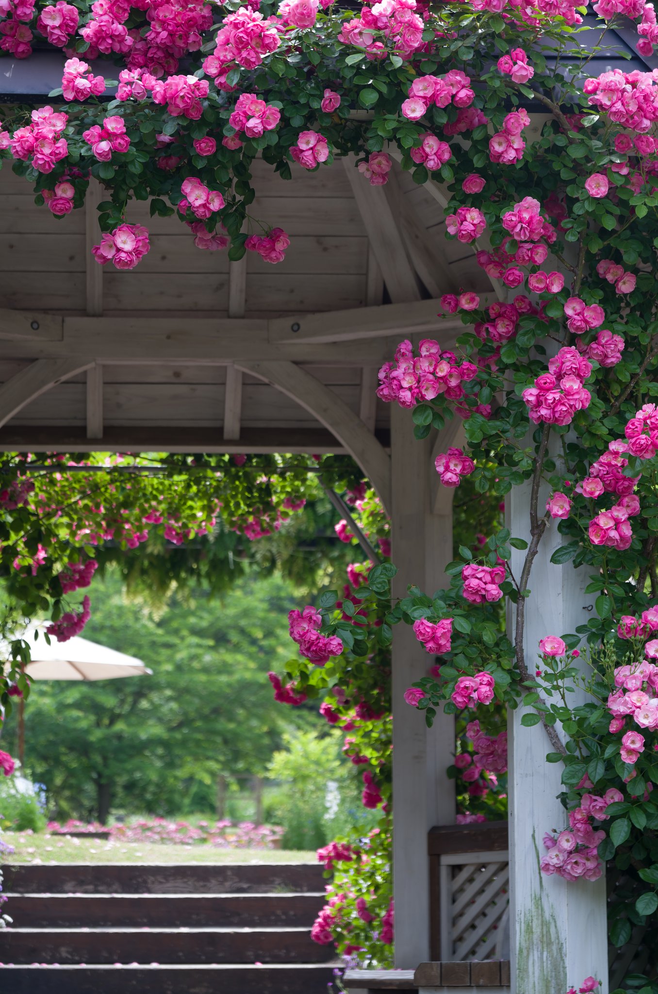 gazebo