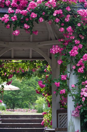 gazebo