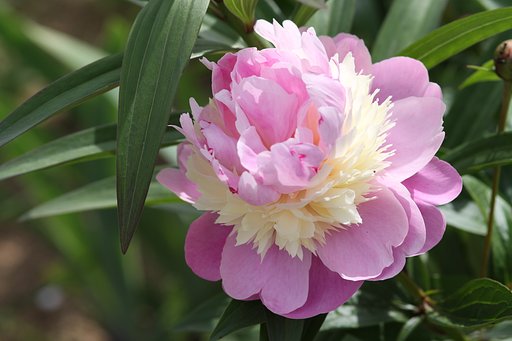 芍薬