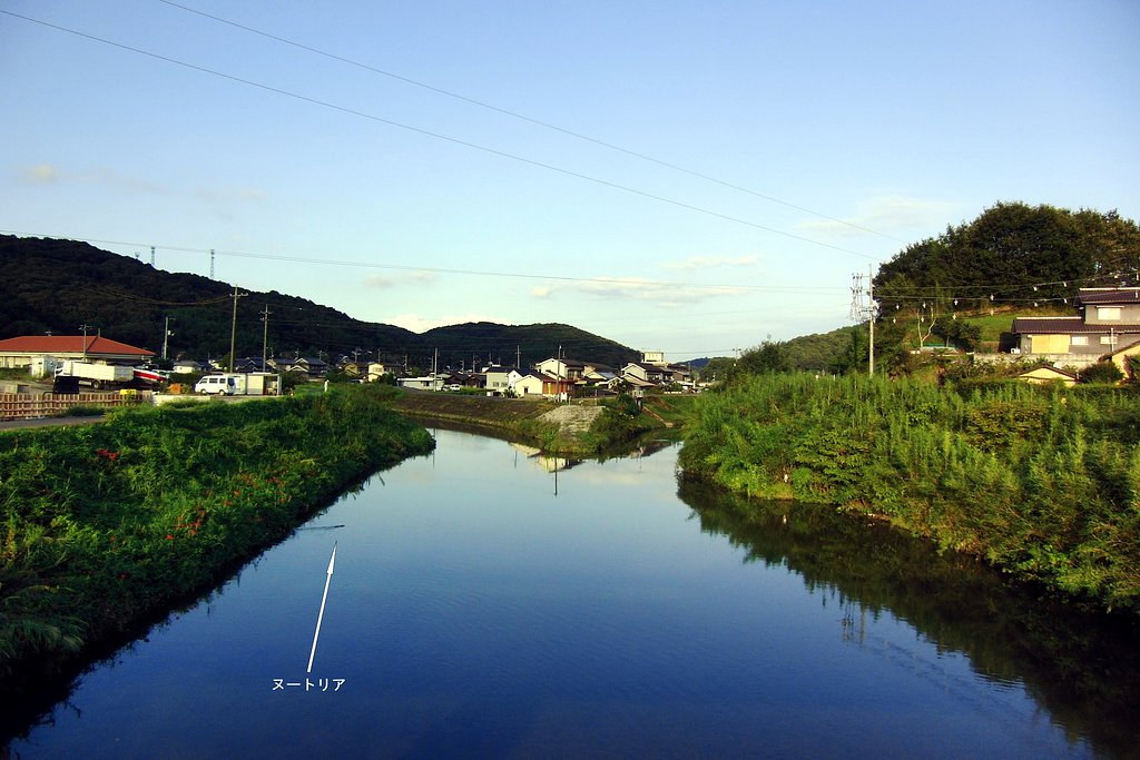ヌートリアの居る川