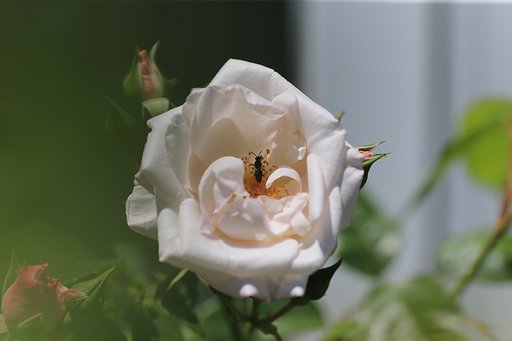 薔薇にハナバチ