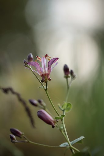 ちらほら花も咲き始めた様です。