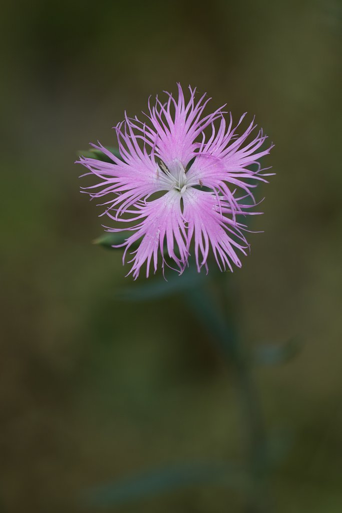 EF70-200mm F2.8 L