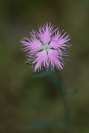 EF70-200mm F2.8 L