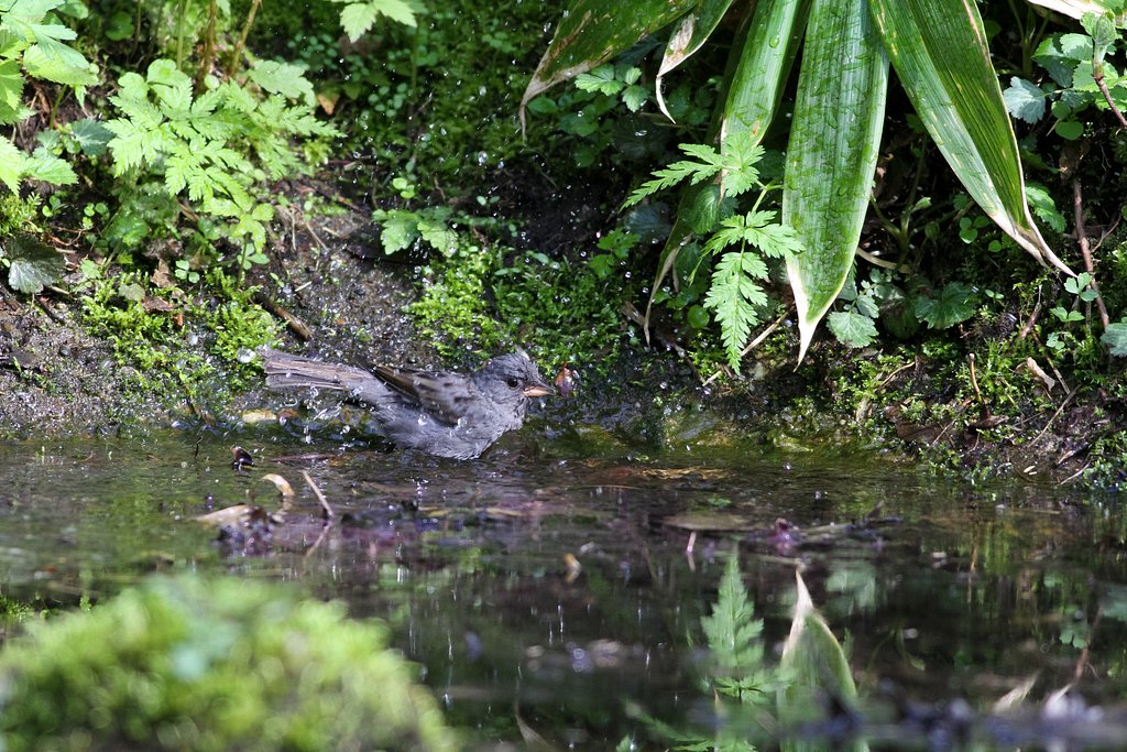 水場の野鳥（クロジ♂）