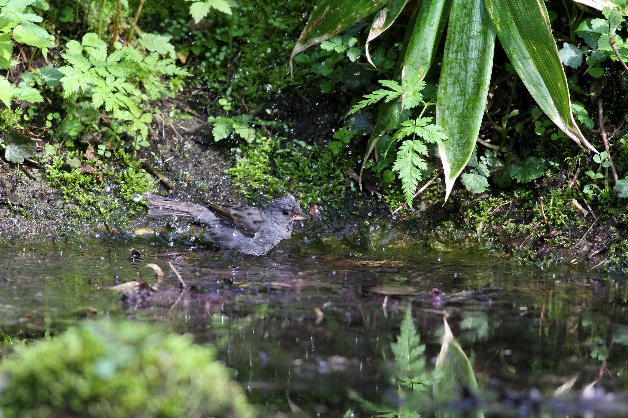 水場の野鳥（クロジ♂）