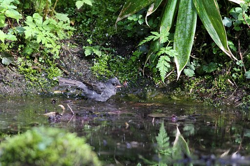 水場の野鳥（クロジ♂）