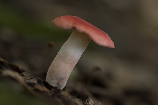 EF100mm F2.8 L IS MACRO